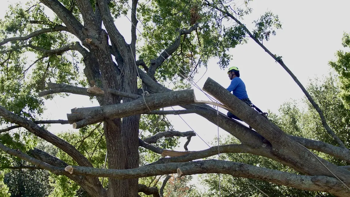Professional Crown Thinning performed by certified arborists in Clarkston